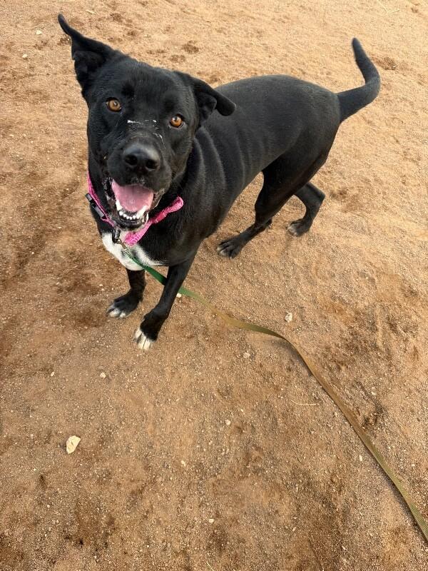 Enlarge Becky, a Adoptable Mixed Breed in Hobbs, NM image 3/3