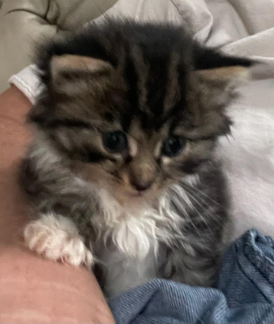 Enlarge Female Kitten, a Adopted mixed breed in Winston-Salem, NC image 1/1