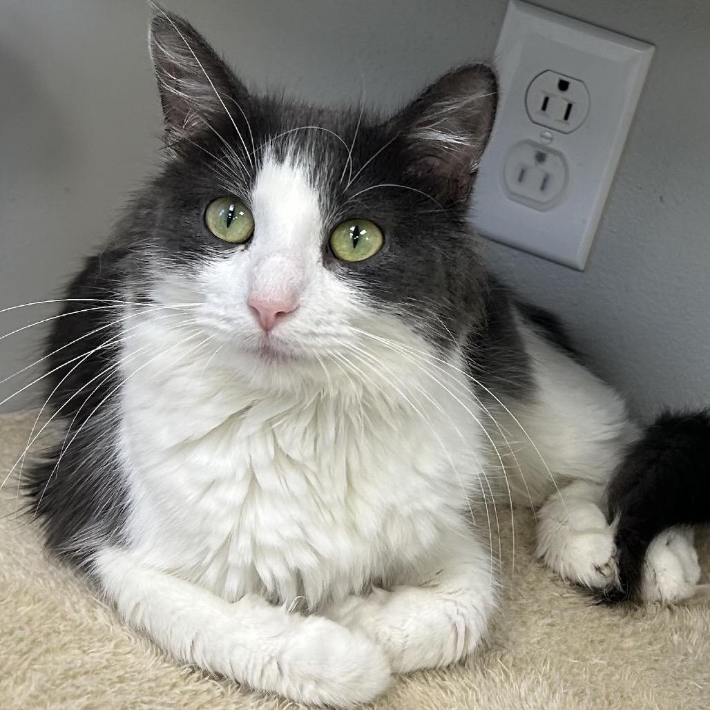 Trixie, Adoptable, Adult Female Domestic Medium Hair.