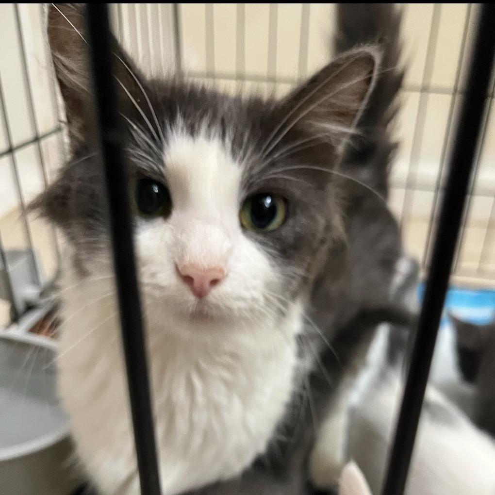 Trixie, a Adoptable Domestic Medium Hair in Hannibal, MO image 2/2