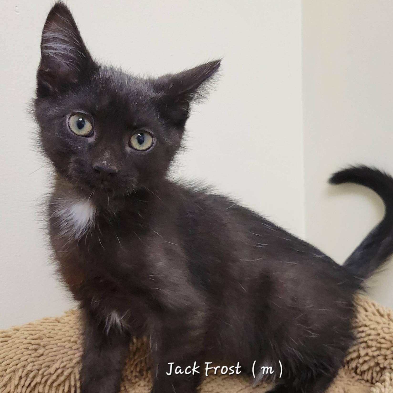 Enlarge Jack Frost, an adopted Domestic Short Hair in Mazon, IL image 1/1