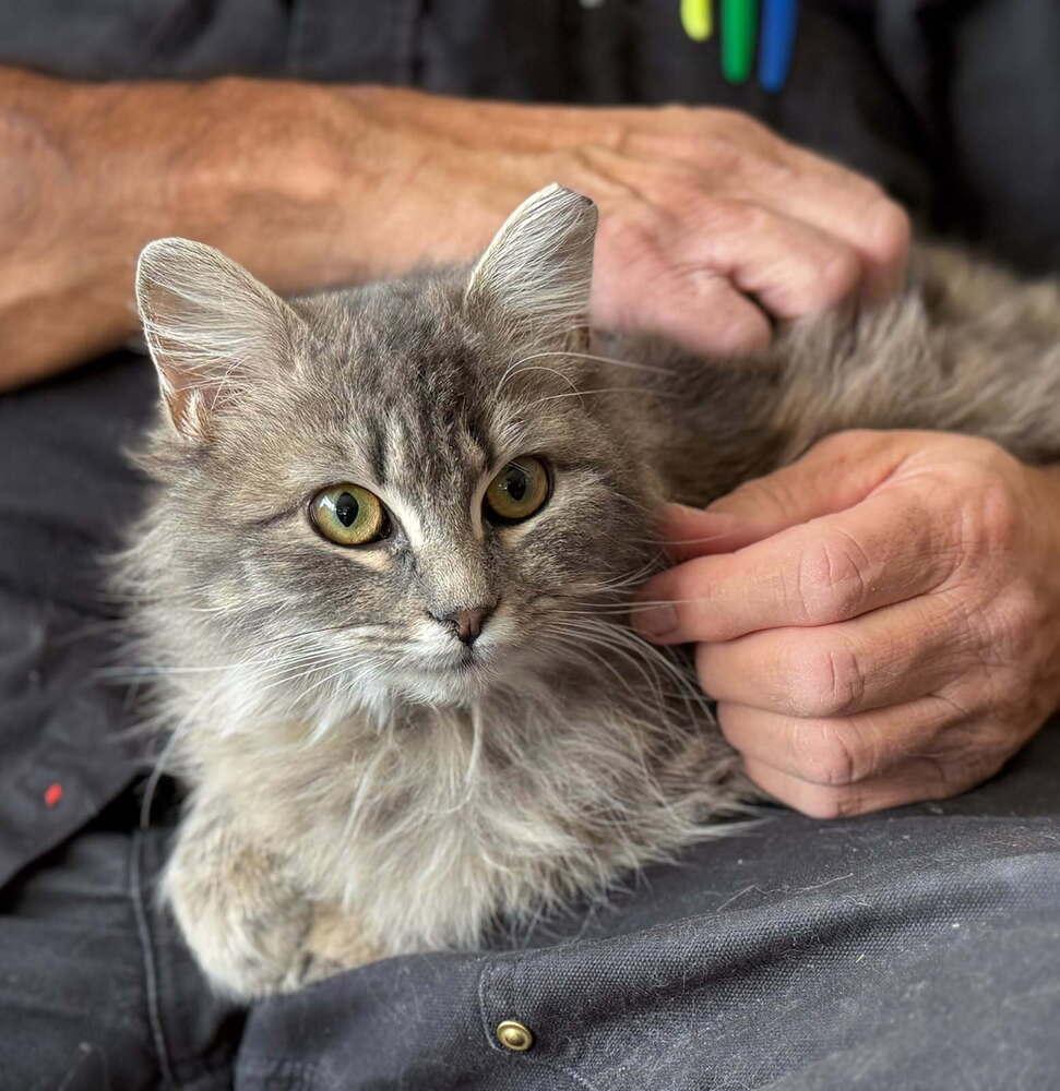 Luna, Adoptable, Young Female Domestic Long Hair.
