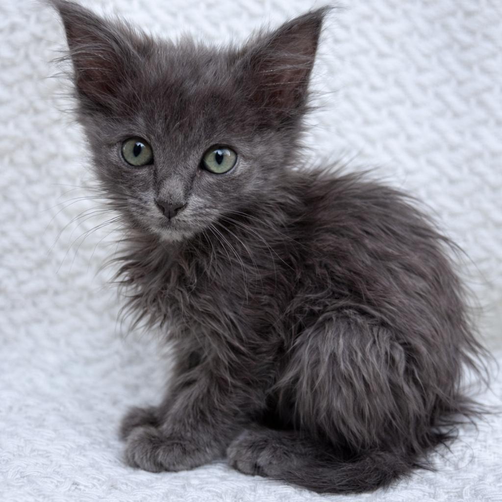 Lucy, Adoptable, Kitten Female Domestic Medium Hair.