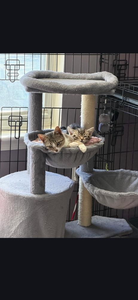 Kitten: Peppermint *BONDED PAIR with Bumble Bean*, Adoptable, Kitten Female Domestic Short Hair.