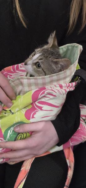 Enlarge Kitten: Peppermint *BONDED PAIR with Bumble Bean*, a Adoptable Domestic Short Hair in catonsville , MD image 2/6