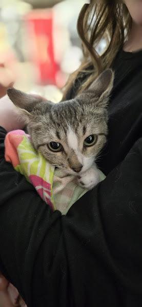 Enlarge Kitten: Peppermint *BONDED PAIR with Bumble Bean*, a Adoptable Domestic Short Hair in catonsville , MD image 3/6