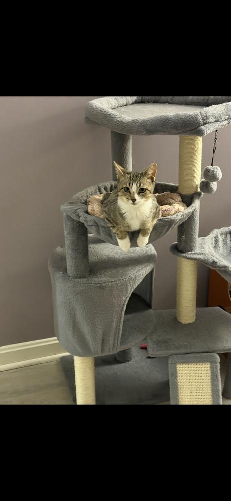 Enlarge Kitten: Peppermint *BONDED PAIR with Bumble Bean*, a Adoptable Domestic Short Hair in catonsville , MD image 5/6