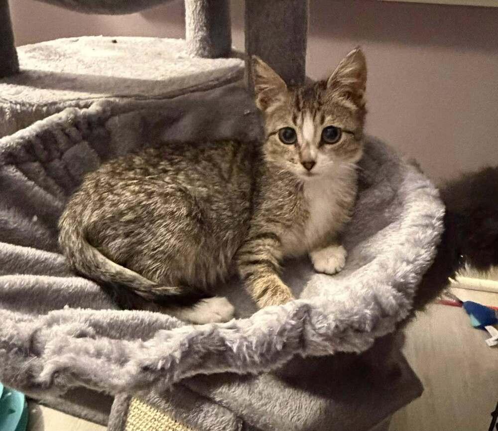 Kitten: Peppermint *MUST be adopted in a pair OR to a home with another young cat*, Adoptable, Kitten Female Domestic Short Hair.