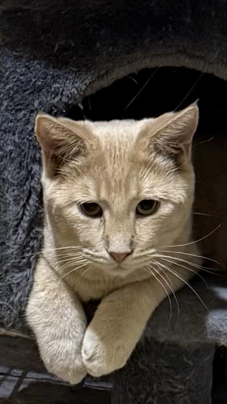 Fox, adopted, Young Male Tabby.