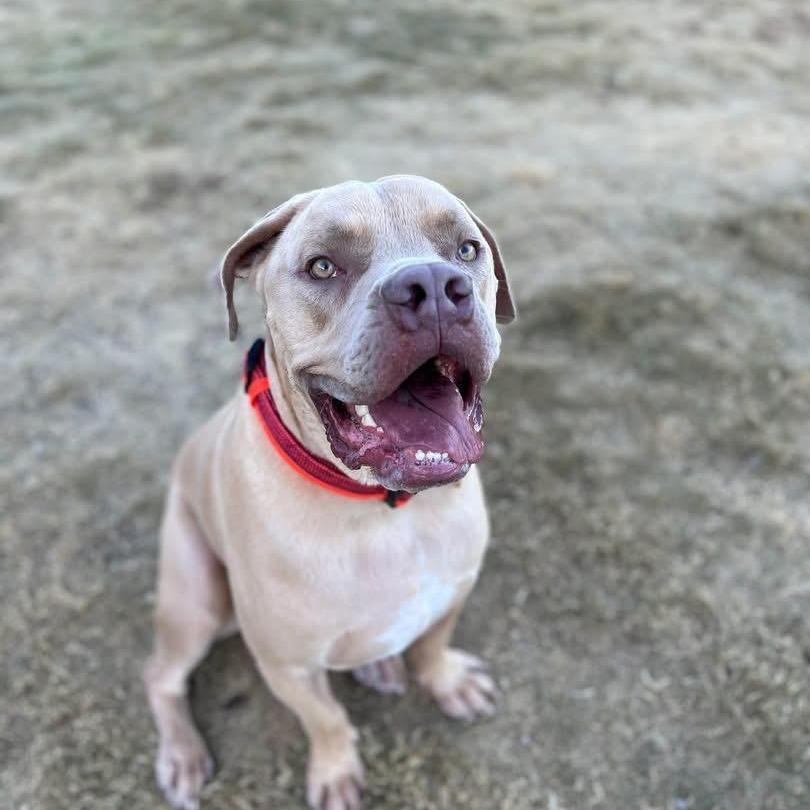 Enlarge Bandit A1383776, a Adoptable mixed breed in Las Vegas, NV image 1/3