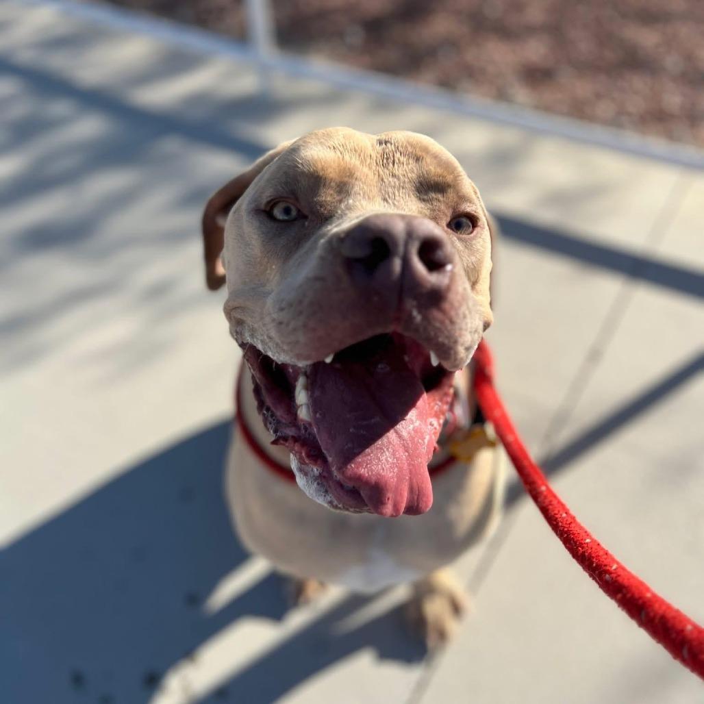 Enlarge Bandit A1383776, a Adoptable mixed breed in Las Vegas, NV image 3/3