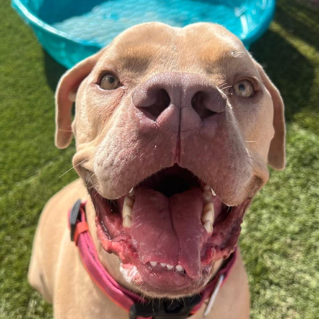 Bandit A1383776, a Adoptable mixed breed in Las Vegas, NV image 3/3