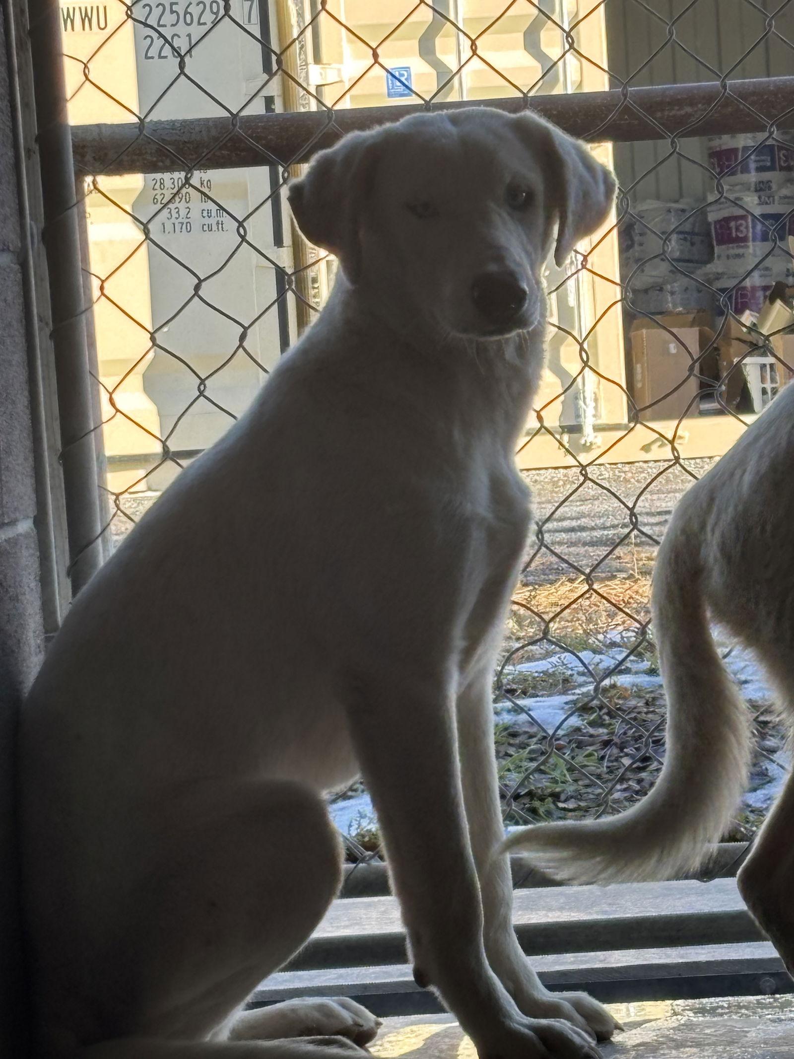 Geeba, Adoptable, Young Female Border Collie.