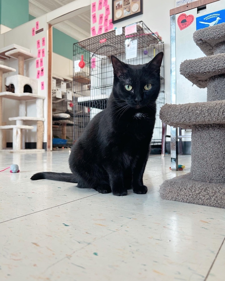 Mama Beth, a Adoptable Domestic Short Hair in Kenosha, WI image 1/7