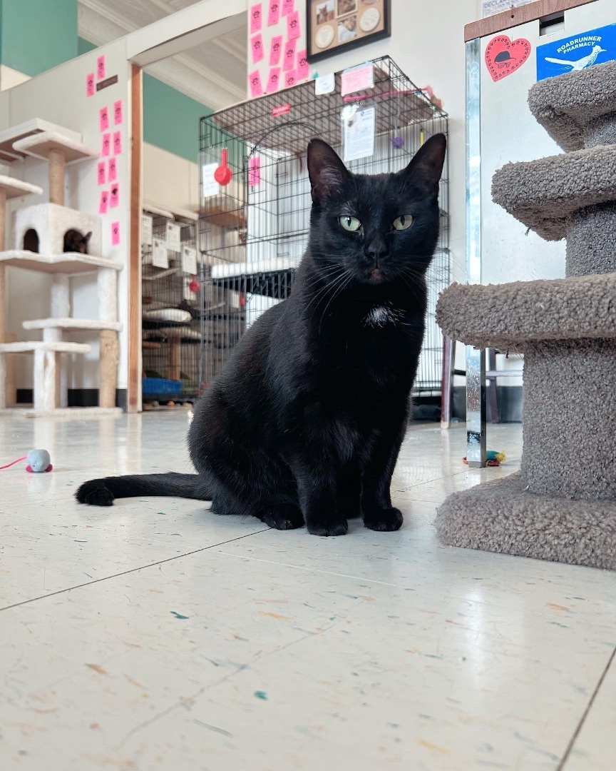 Mama Beth, a Adoptable Domestic Short Hair in Kenosha, WI image 2/7