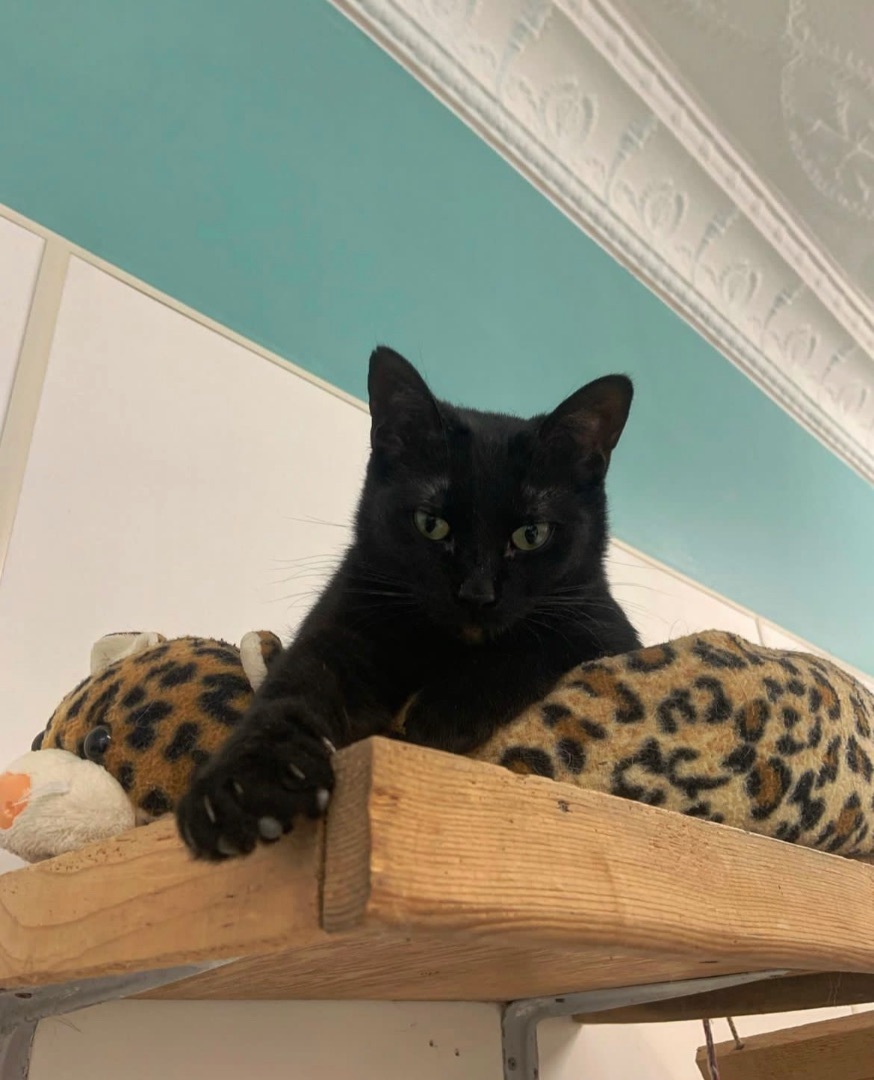 Mama Beth, a Adoptable Domestic Short Hair in Kenosha, WI image 3/7