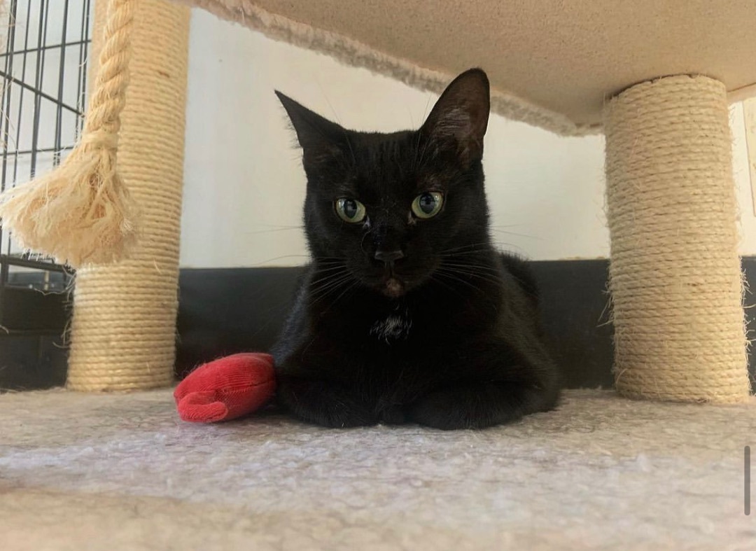 Mama Beth, a Adoptable Domestic Short Hair in Kenosha, WI image 4/7