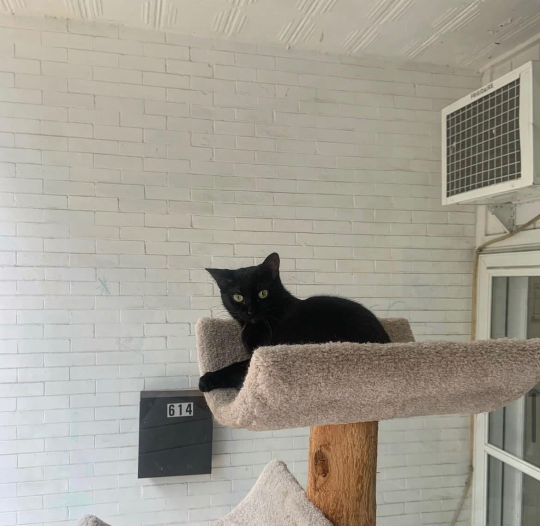 Mama Beth, a Adoptable Domestic Short Hair in Kenosha, WI image 5/7