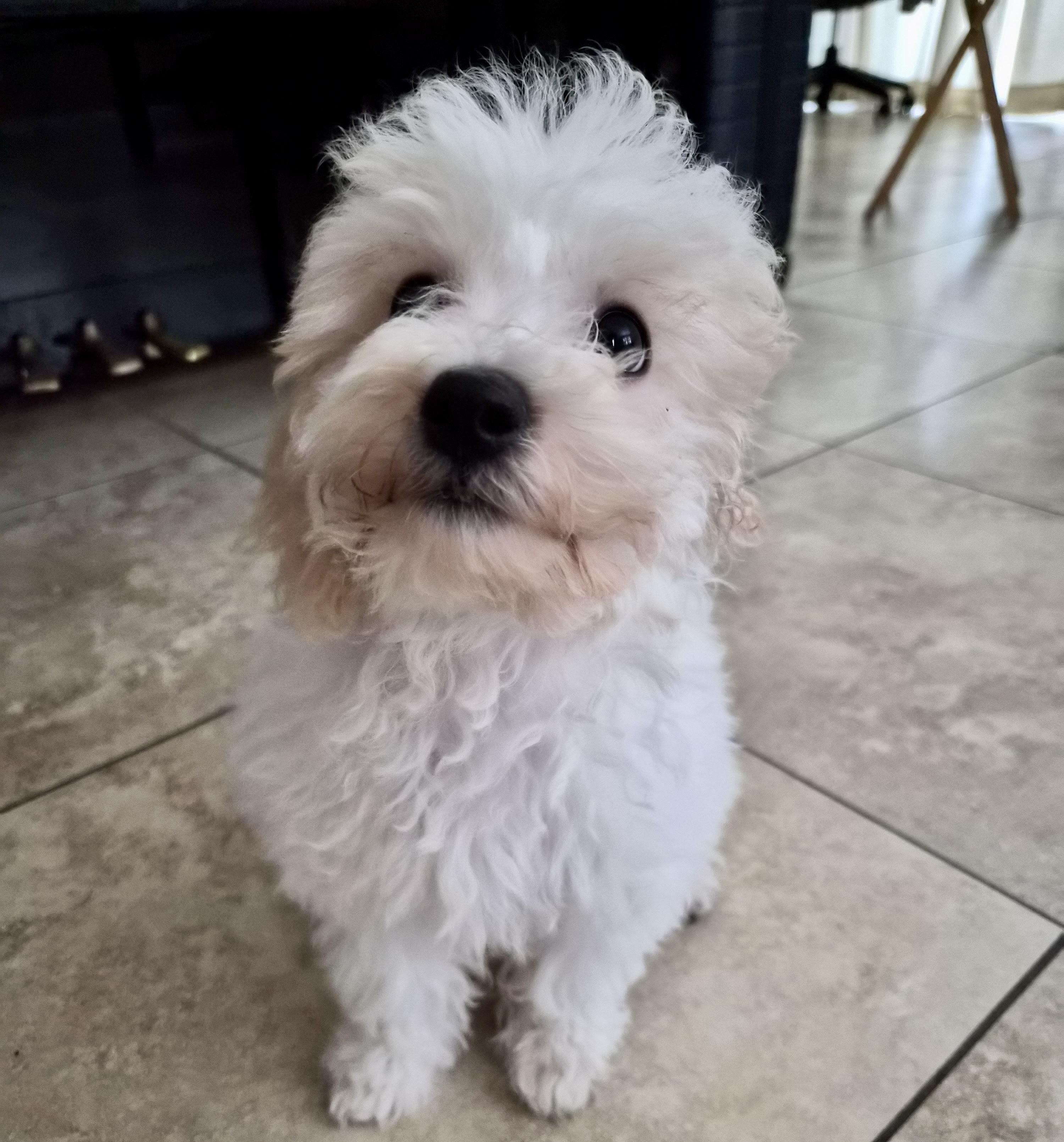 Hiro #559, Adopted, Puppy Male Maltese.