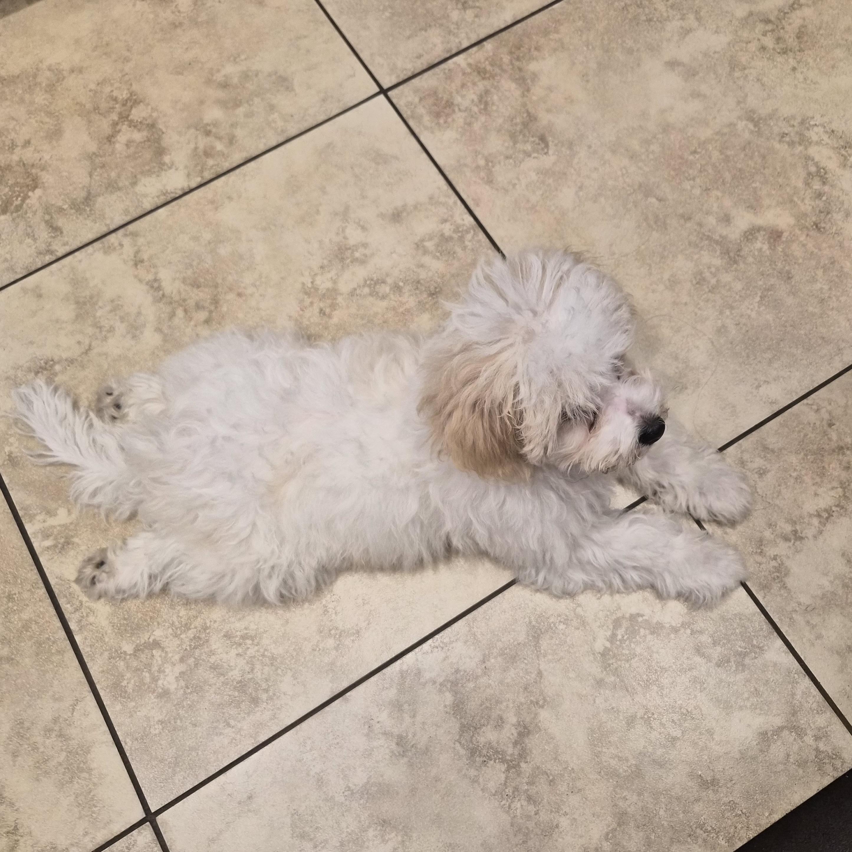 Hiro #559, a Adopted mixed breed in Placentia, CA image 2/5