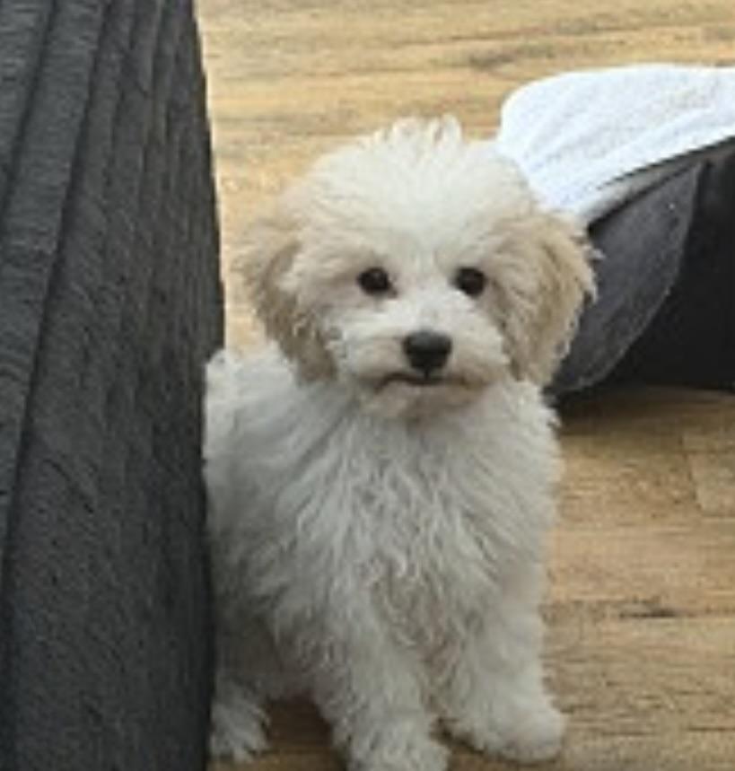 Hiro #559, a Adopted mixed breed in Placentia, CA image 3/5