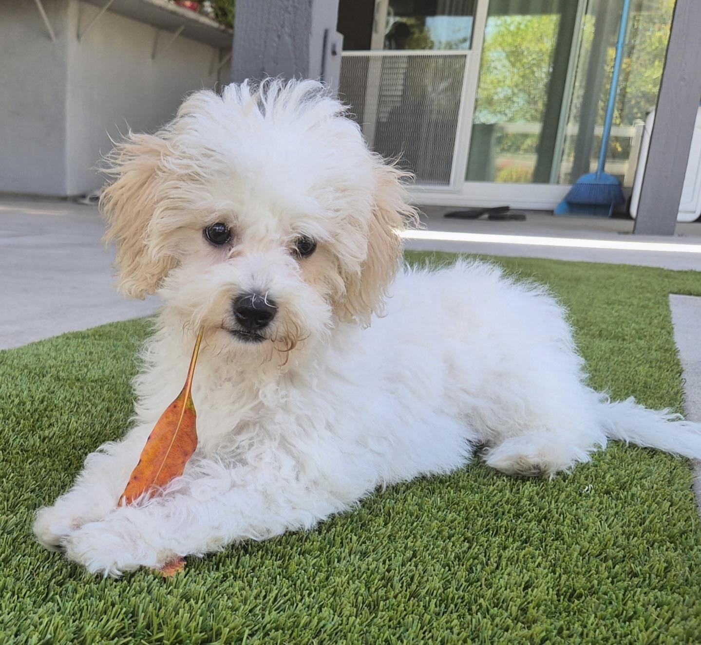 Hiro #559, a Adopted mixed breed in Placentia, CA image 4/5