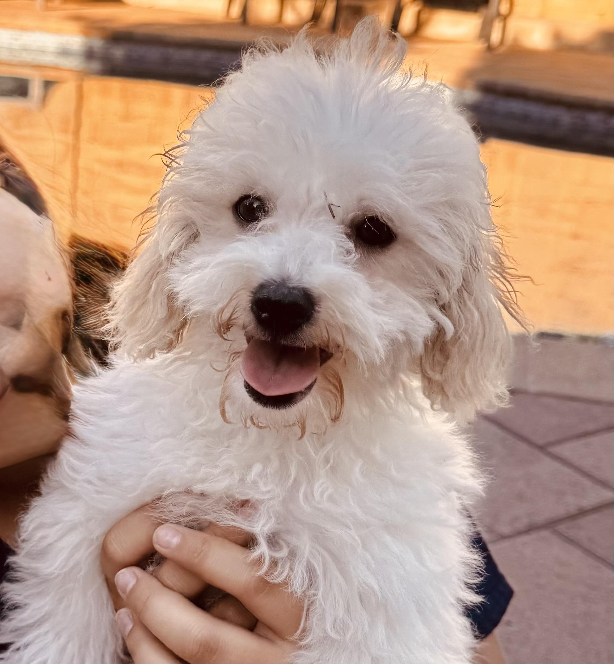 Hiro #559, a Adopted mixed breed in Placentia, CA image 5/5
