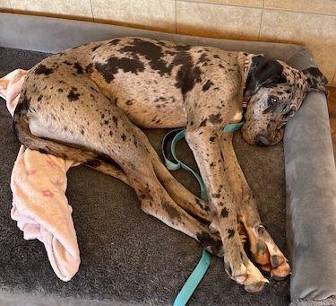 Amethyst, adopted, Puppy Female Great Dane.