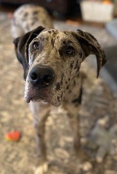 Enlarge Amethyst, an adopted Great Dane in Larkspur, CO image 2/2