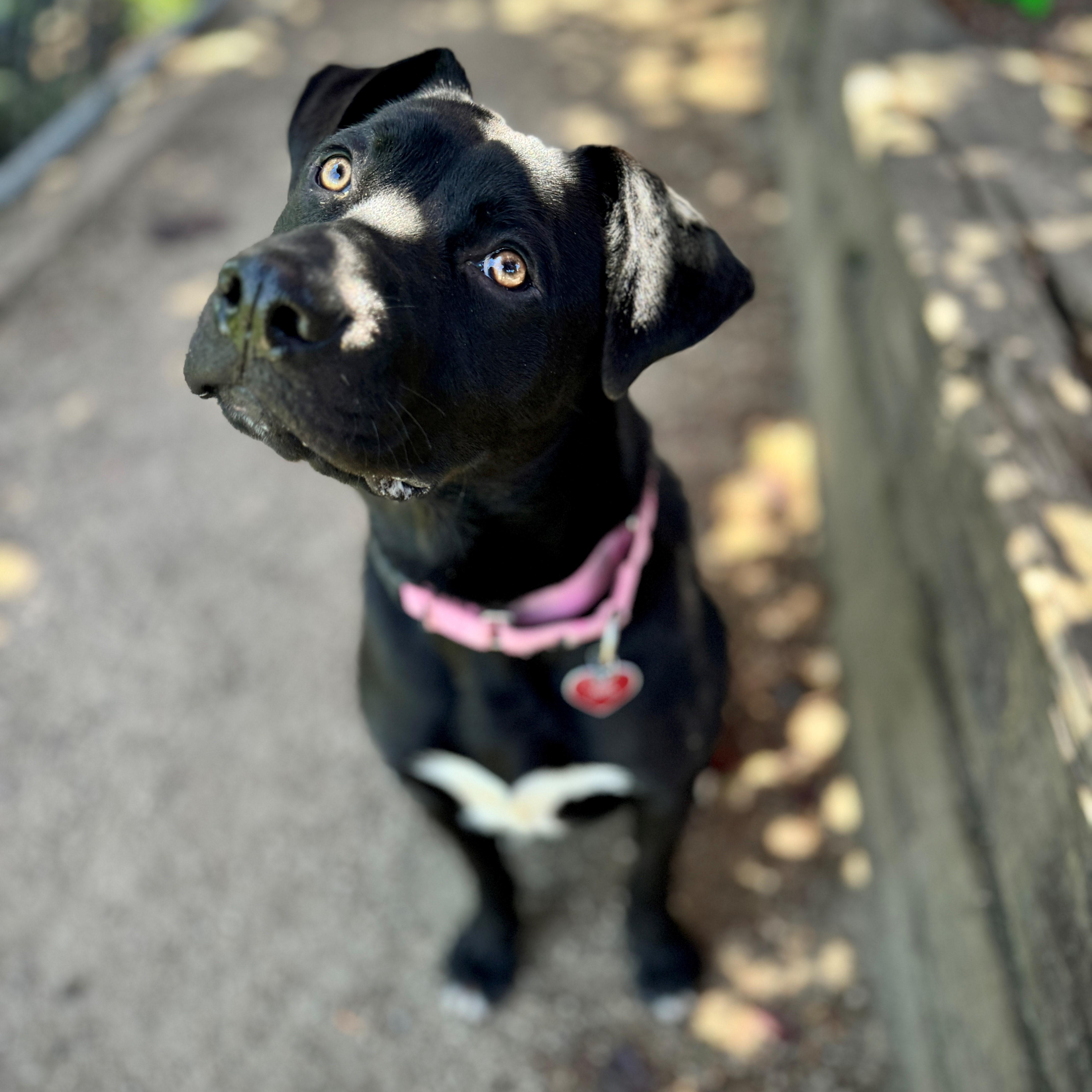 Preacher, an adoptable Black Labrador Retriever in Phoenix, OR, 97535 | Photo Image 4