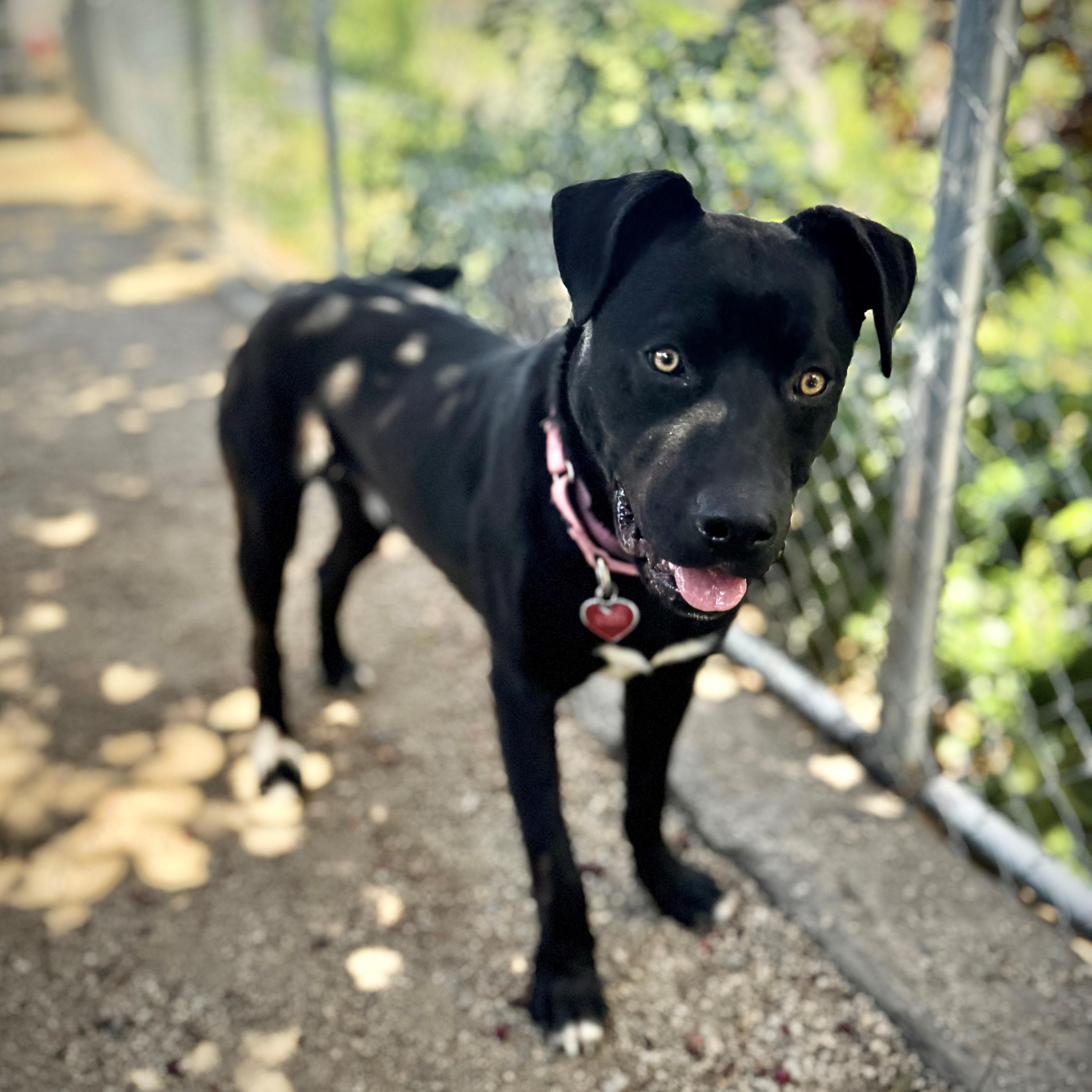 Preacher, an adoptable Black Labrador Retriever in Phoenix, OR, 97535 | Photo Image 5