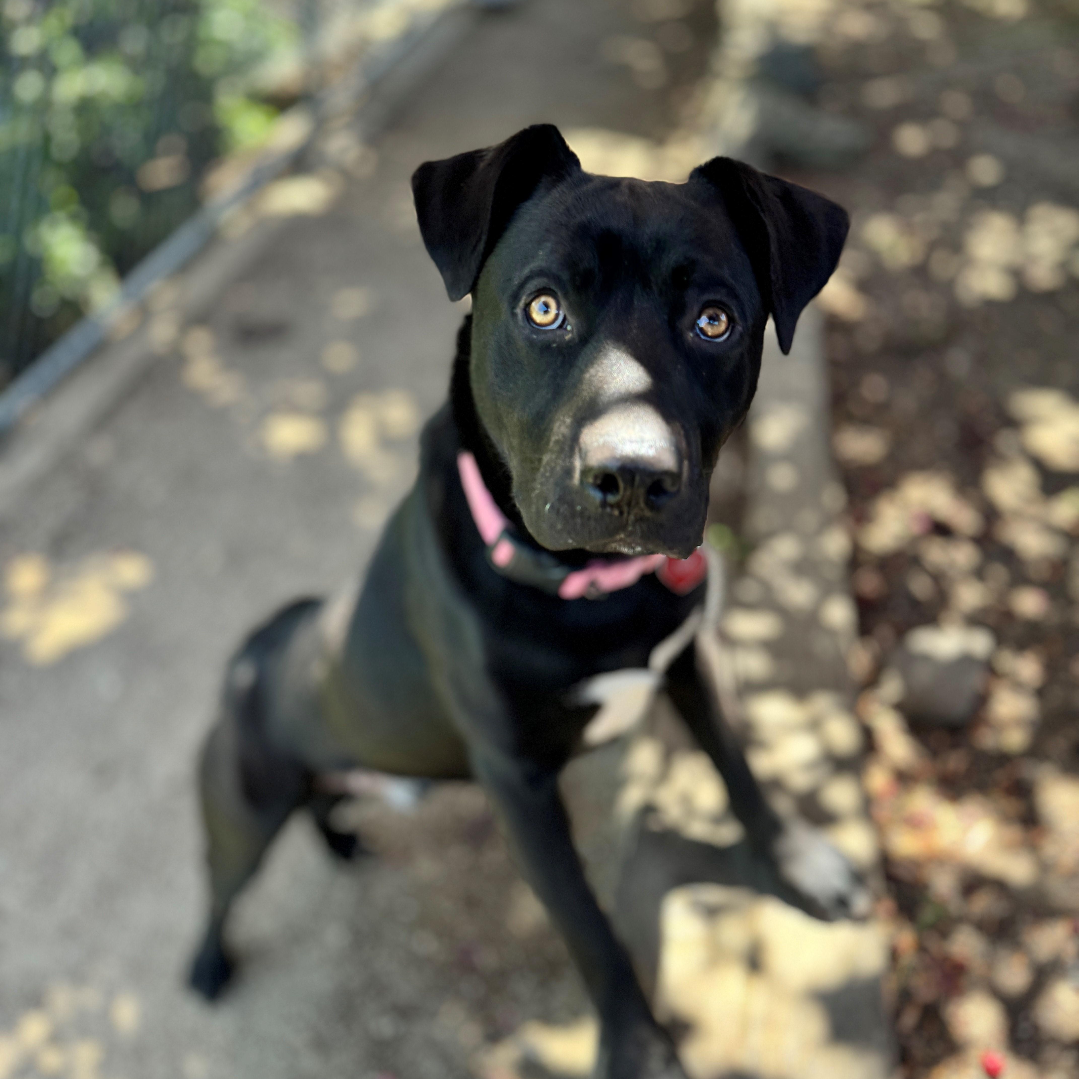 Preacher, an adoptable Black Labrador Retriever in Phoenix, OR, 97535 | Photo Image 3
