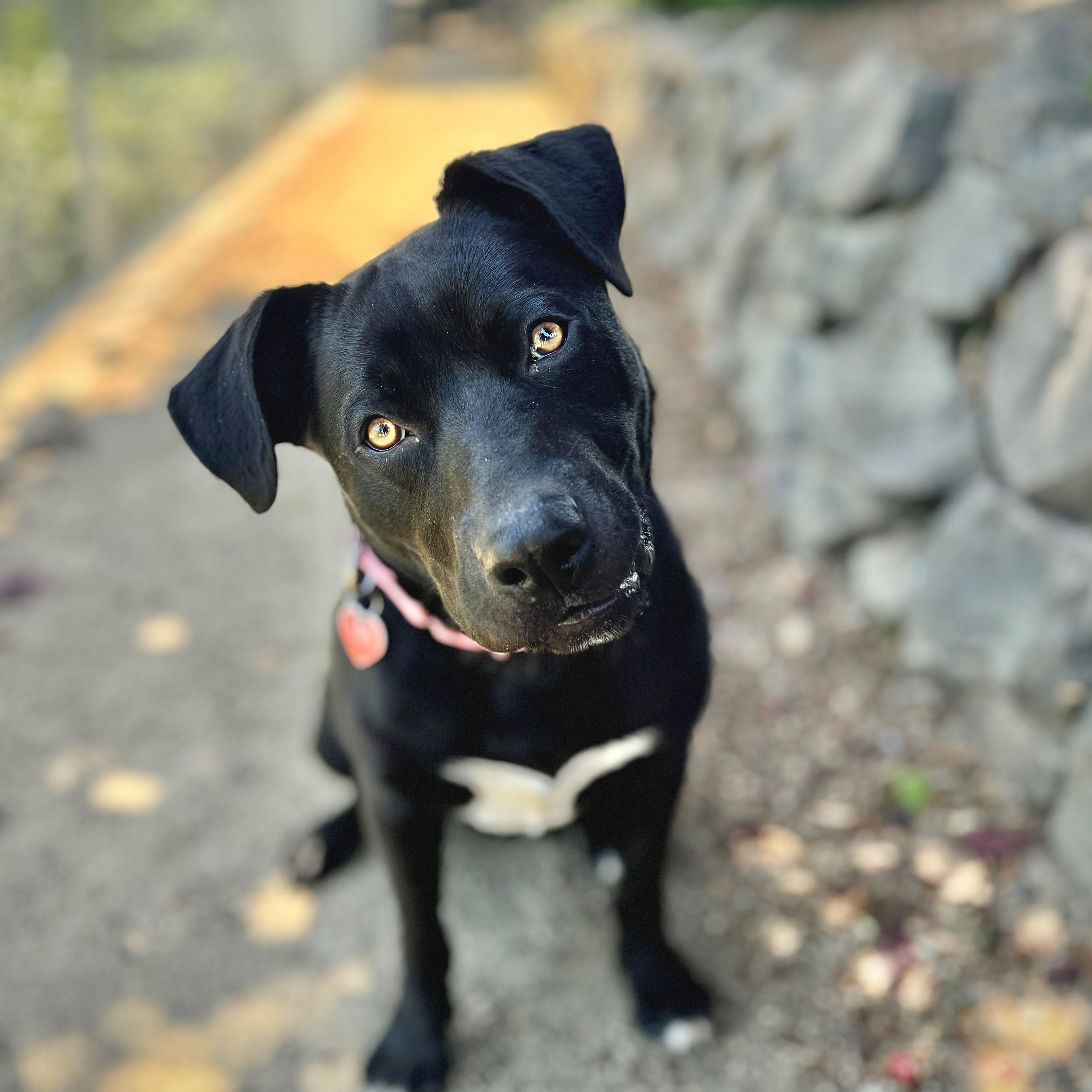 Preacher, an adoptable Black Labrador Retriever in Phoenix, OR, 97535 | Photo Image 2