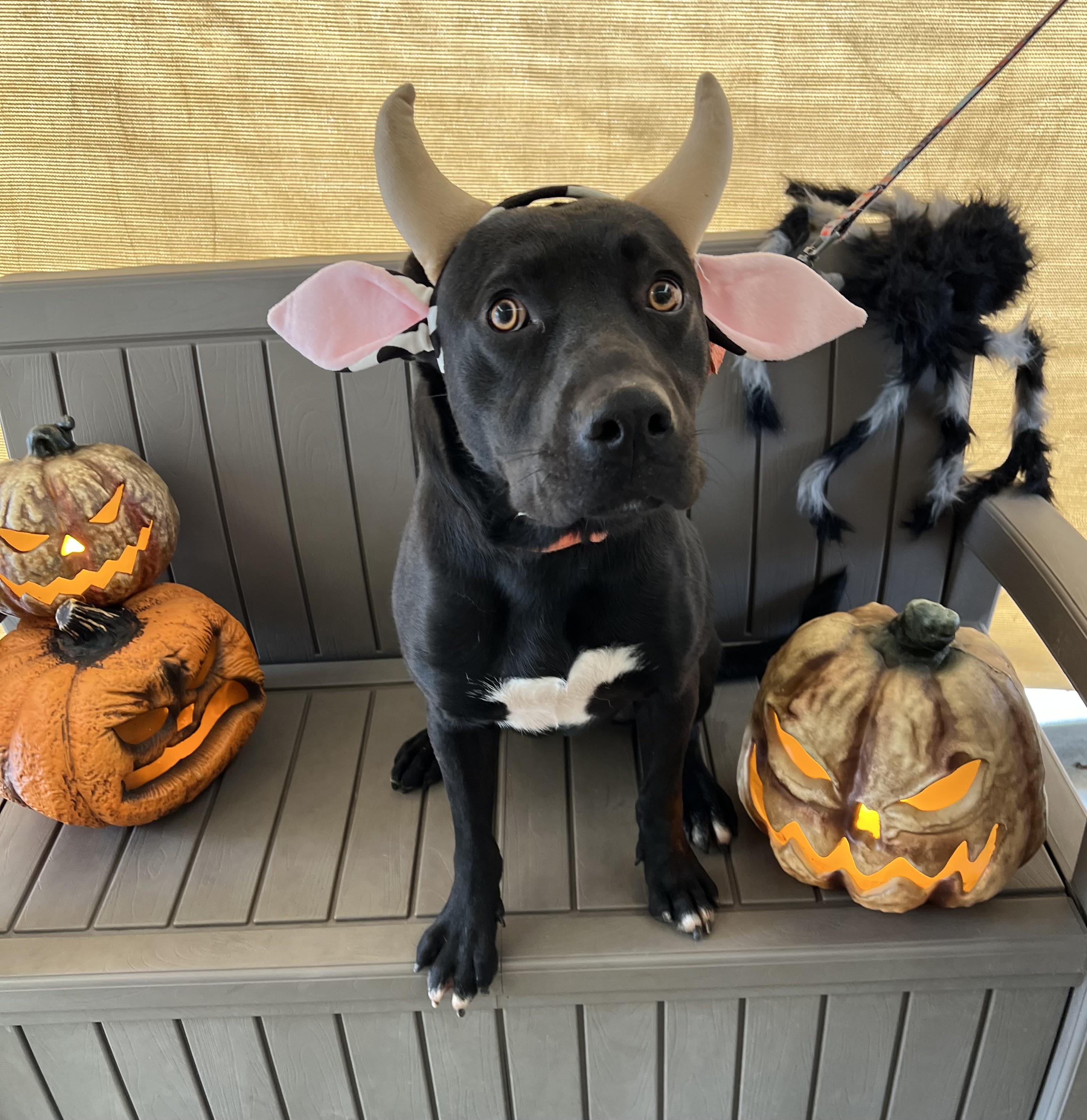 Preacher, an adoptable Black Labrador Retriever in Phoenix, OR, 97535 | Photo Image 3