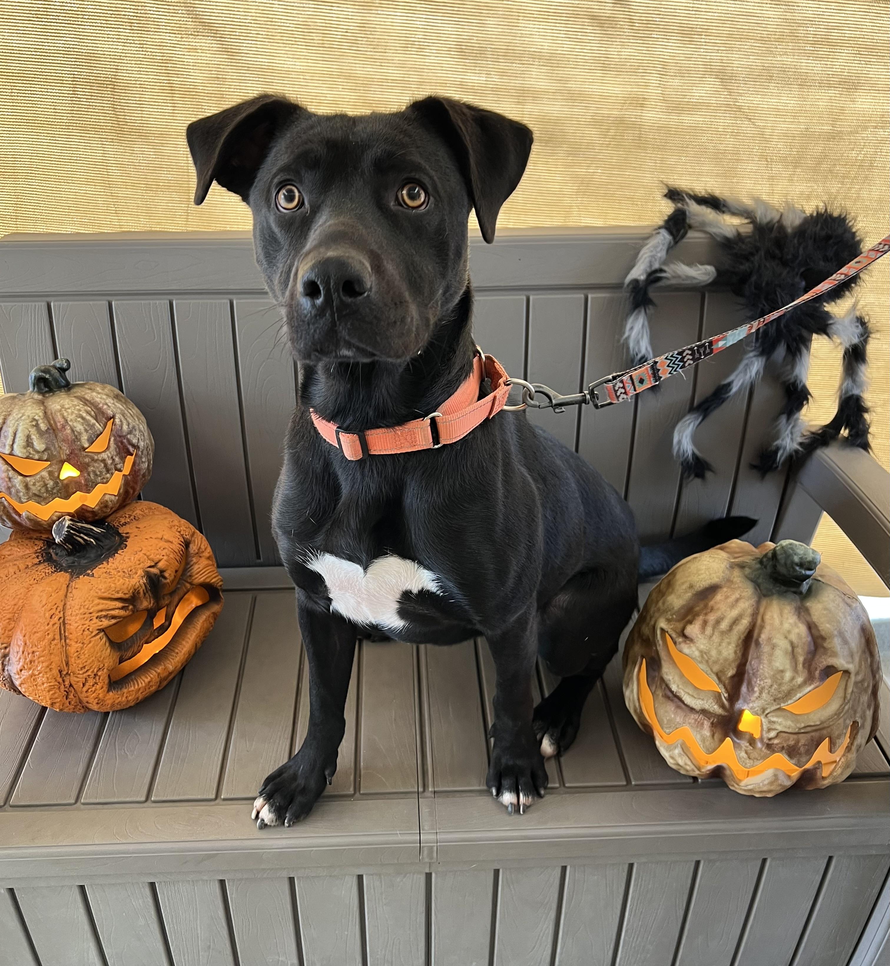 Preacher, an adoptable Black Labrador Retriever in Phoenix, OR, 97535 | Photo Image 4
