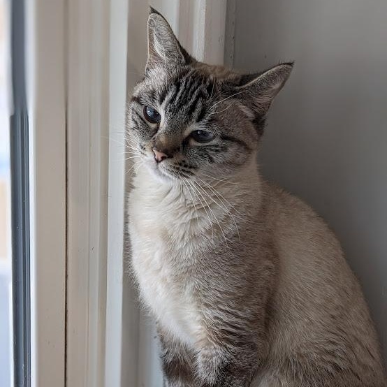 Enlarge Neva, an adopted Siamese in Shippenville, PA image 5/6