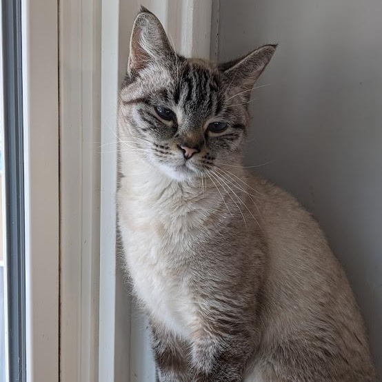 Enlarge Neva, an adopted Siamese in Shippenville, PA image 3/6