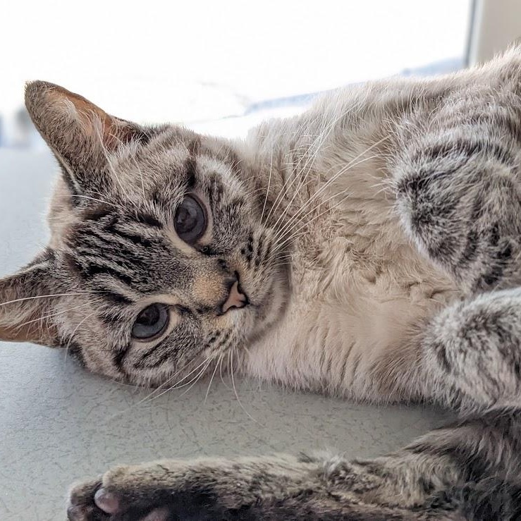 Enlarge Neva, an adopted Siamese in Shippenville, PA image 2/6