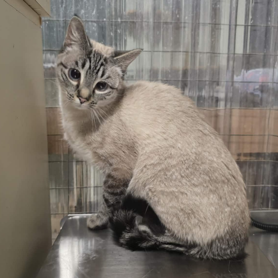 Enlarge Neva, an adopted Siamese in Shippenville, PA image 6/6