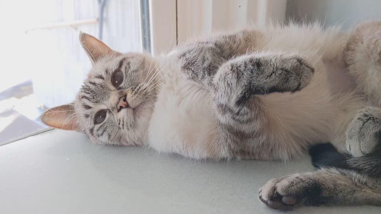 Enlarge Neva, an adopted Siamese in Shippenville, PA video 4/6