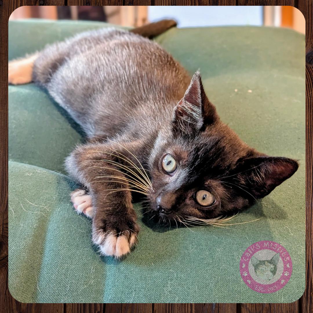 Murphy, Young Male Domestic Short Hair