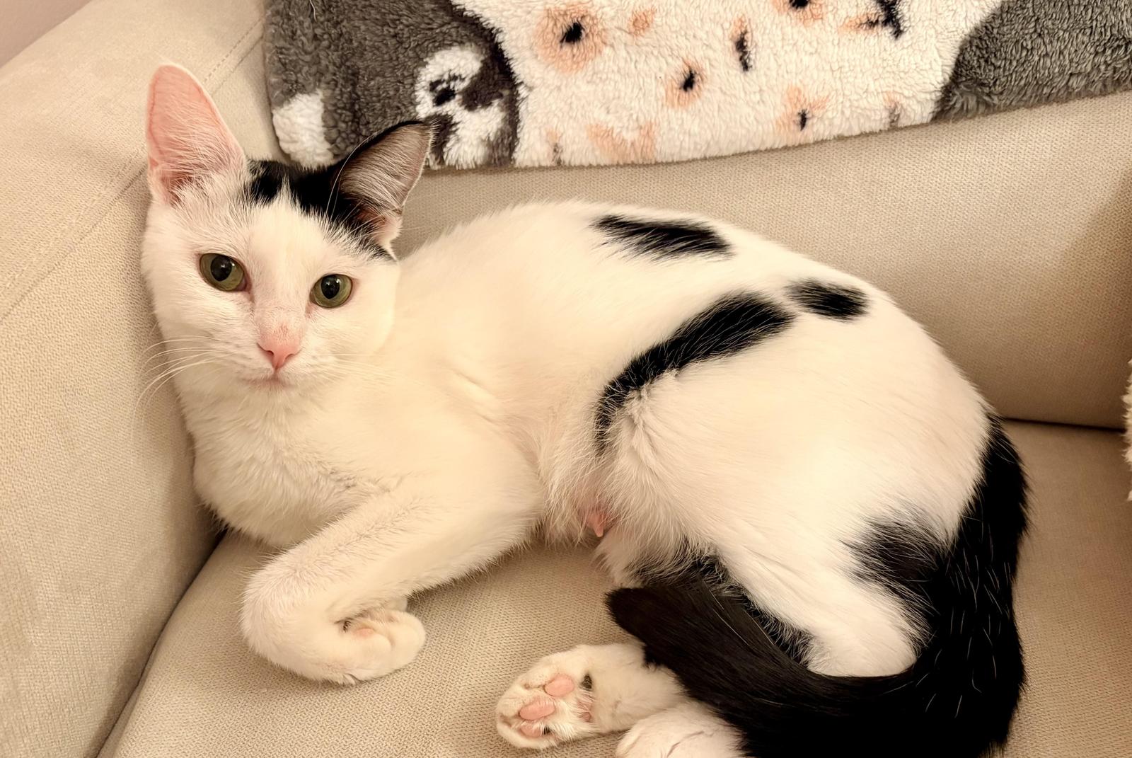 Enlarge Babette, a Adoptable Domestic Short Hair in Washington, DC image 1/3