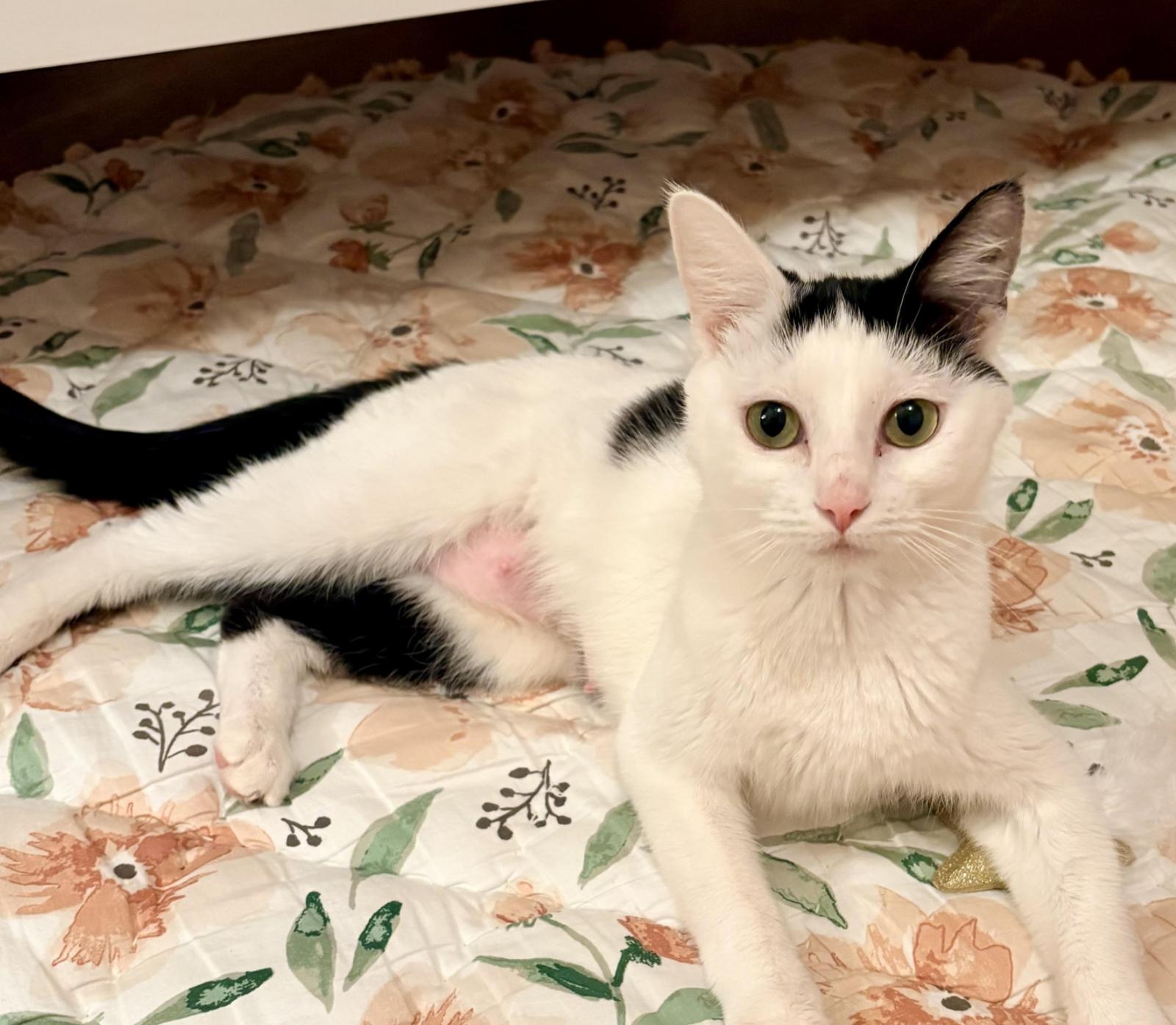 Enlarge Babette, a Adoptable Domestic Short Hair in Washington, DC image 2/3