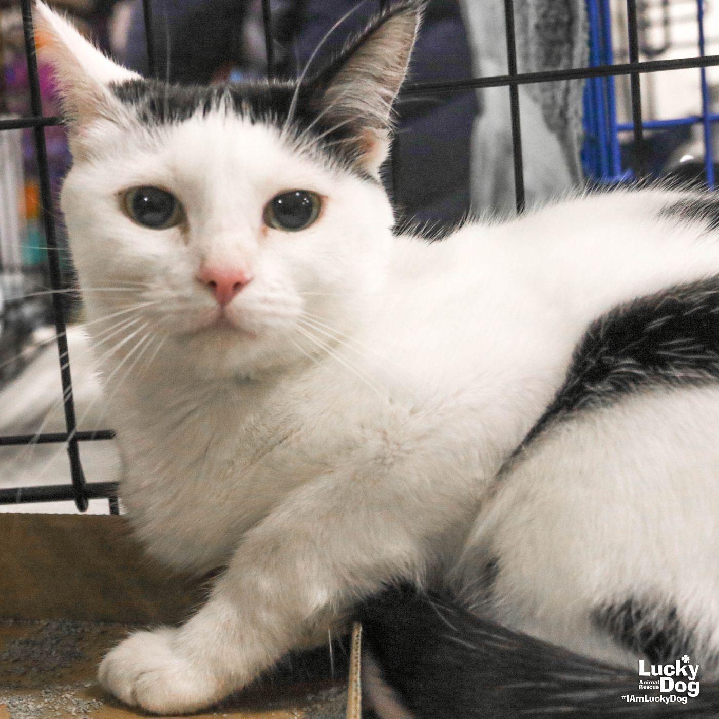 Enlarge Babette, a Adoptable Domestic Short Hair in Washington, DC image 3/3
