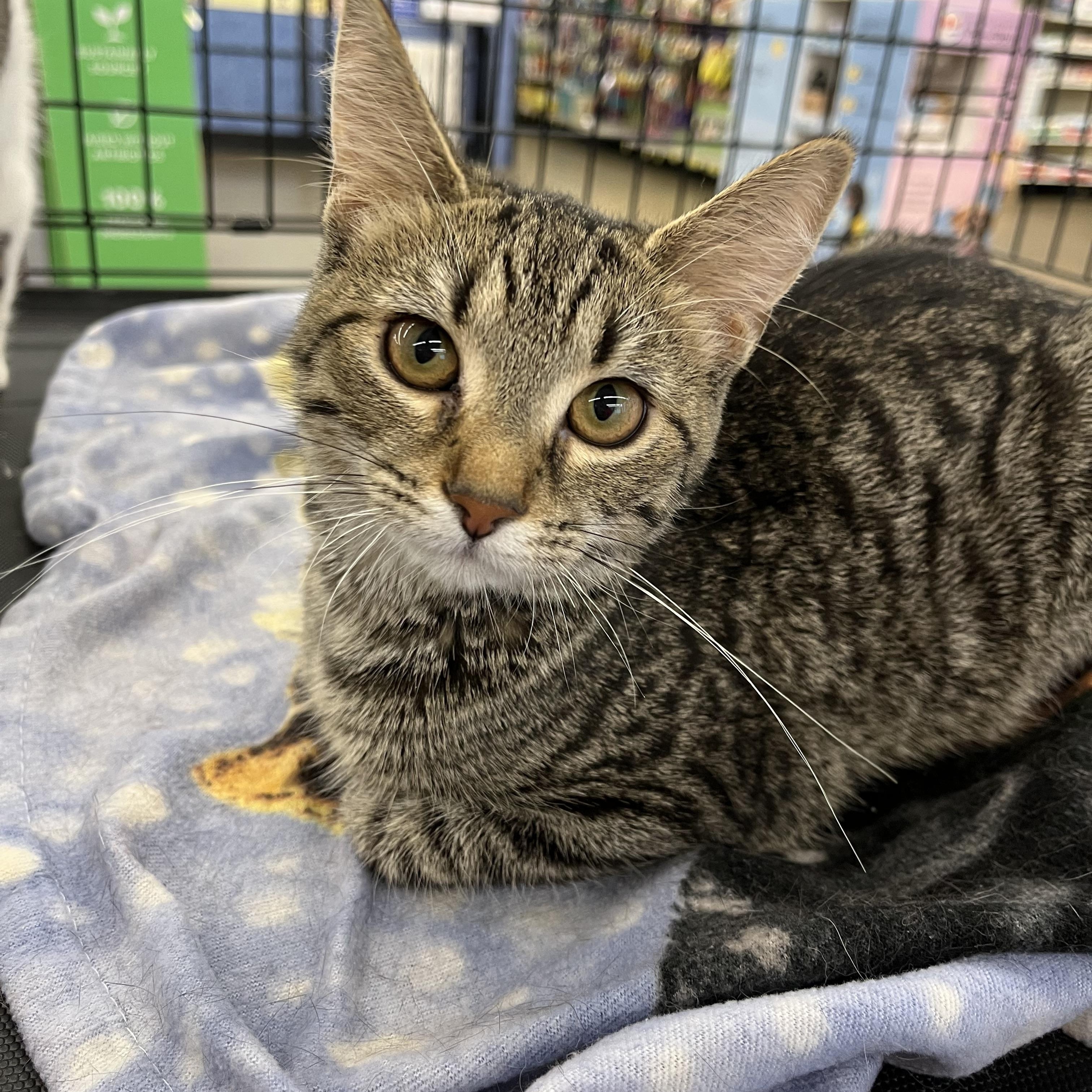 Tallulah, ADOPTABLE, Kitten Female Domestic Short Hair.
