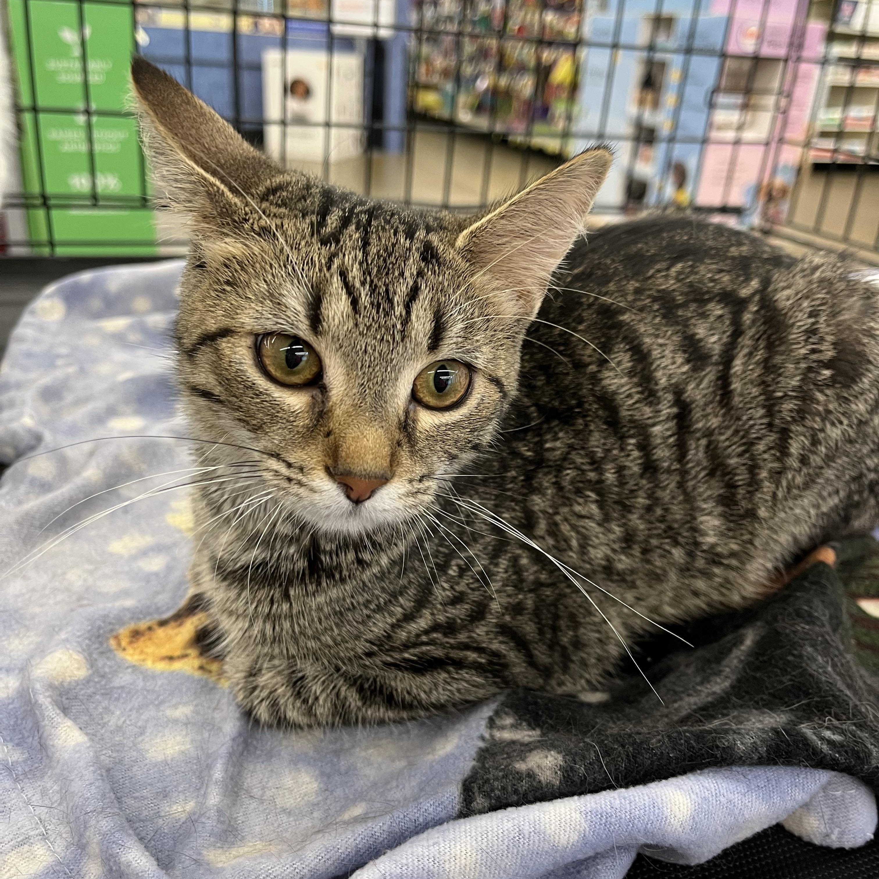 Enlarge Tallulah, a ADOPTABLE mixed breed in Massillon, OH image 3/3