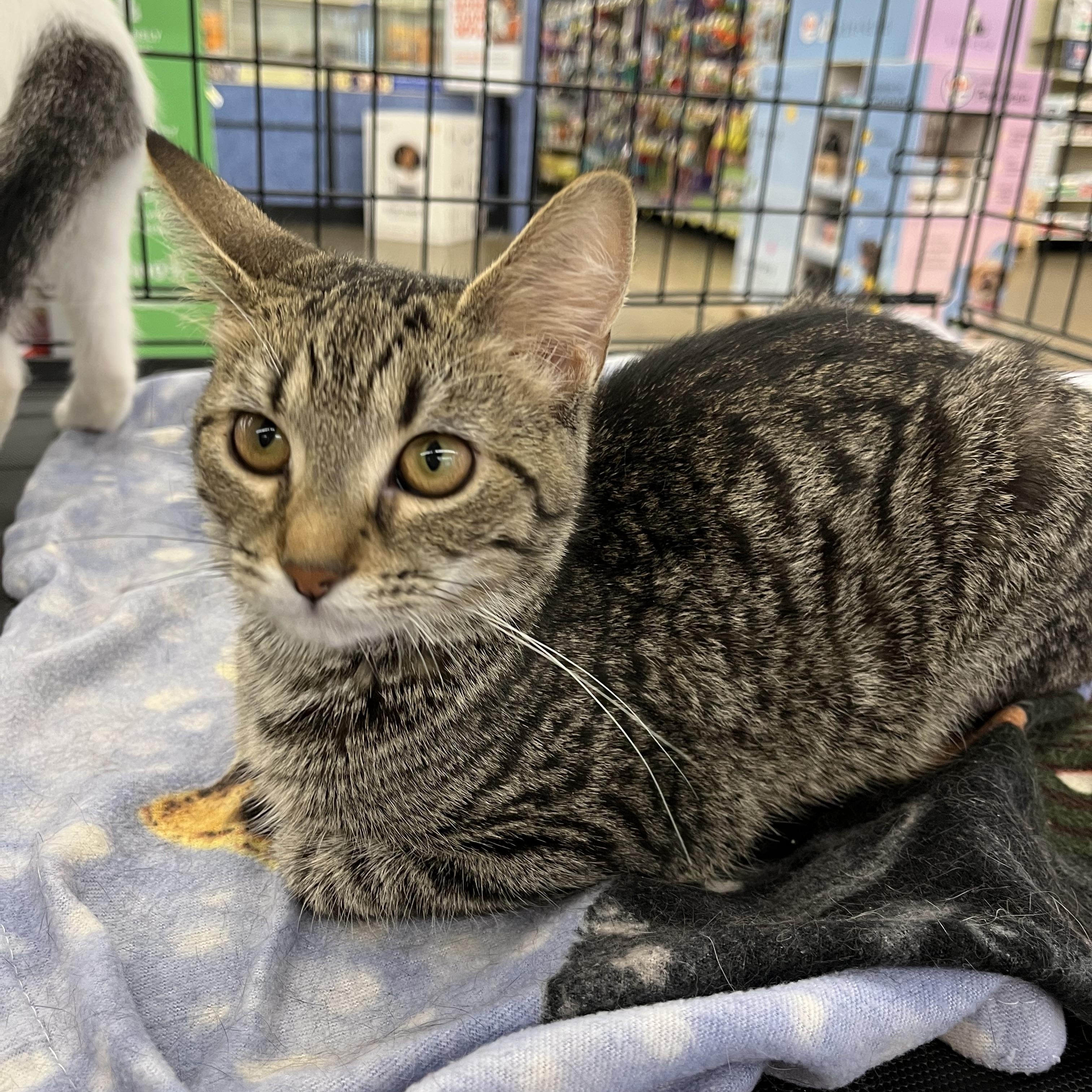 Enlarge Tallulah, a ADOPTABLE mixed breed in Massillon, OH image 2/3