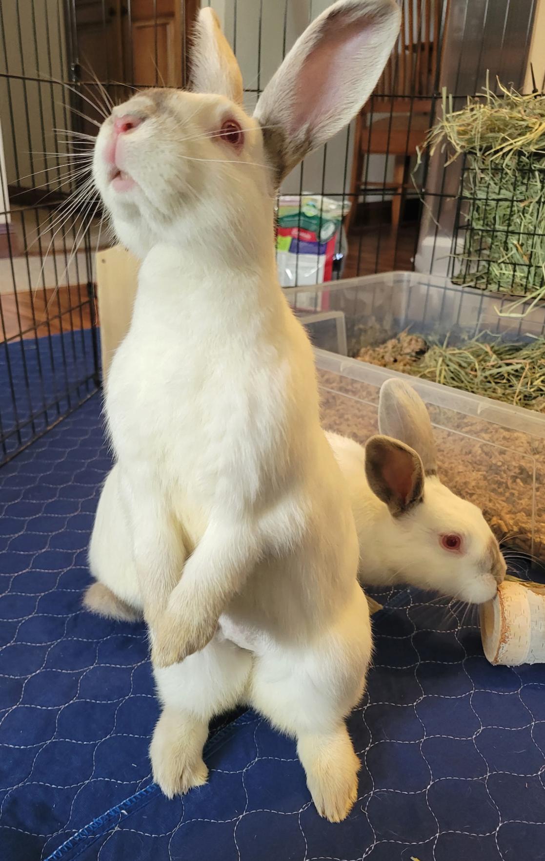 Enlarge Sage & Sebastian, a ADOPTABLE Californian in Oshkosh, WI image 4/6
