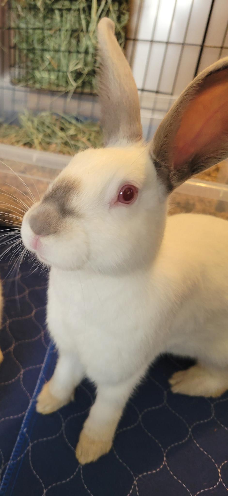 Enlarge Sage & Sebastian, a ADOPTABLE Californian in Oshkosh, WI image 5/6