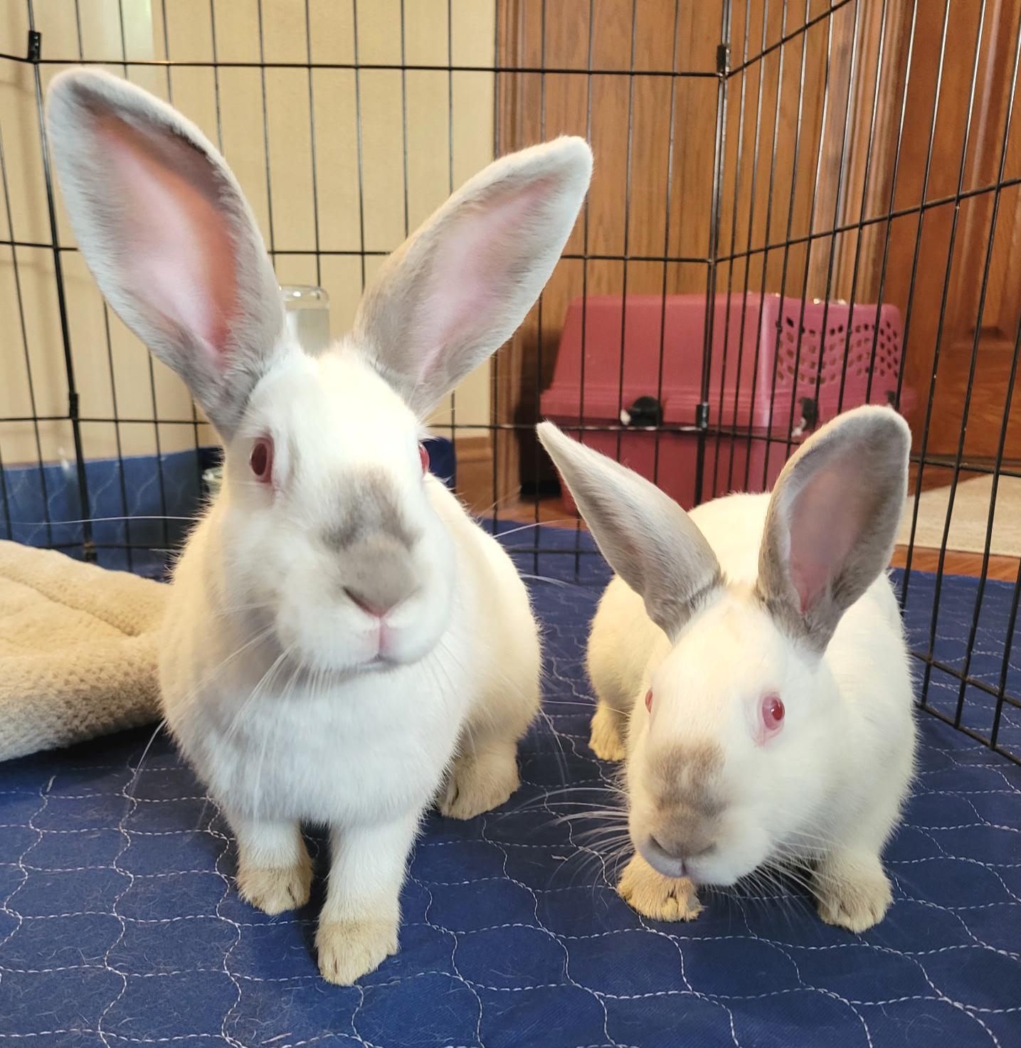 Enlarge Sage & Sebastian, a ADOPTABLE Californian in Oshkosh, WI image 2/6